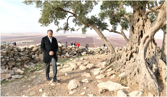 GÖBEKLİ ANIT ZEYTİN AĞACI ÇEVRE DÜZENLEME PROJESİ HAYATA GEÇİRİLİYOR