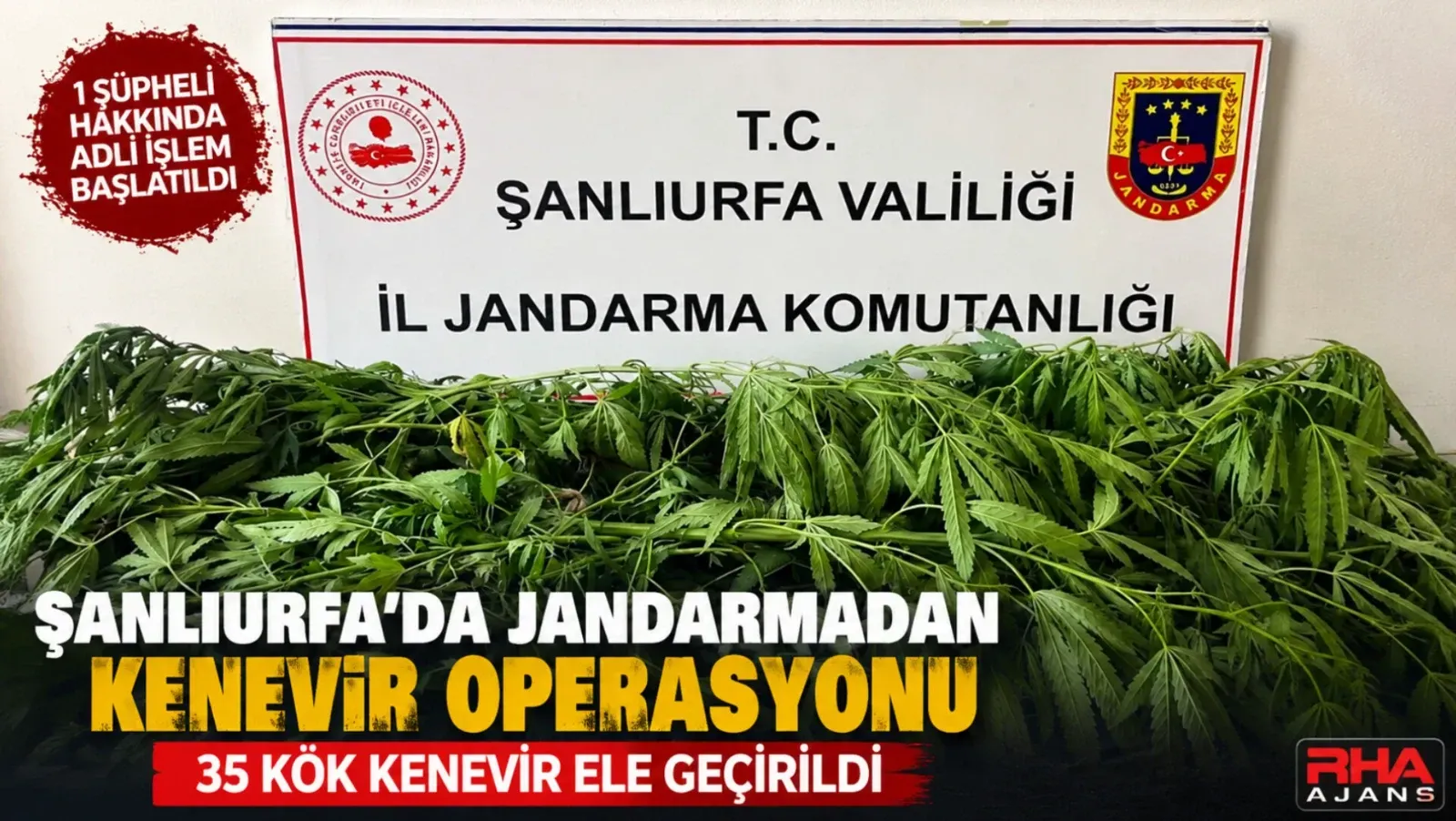 Şanlıurfa'da Jandarmadan Kenevir Operasyonu: 35 Kök Kenevir Ele Geçirildi