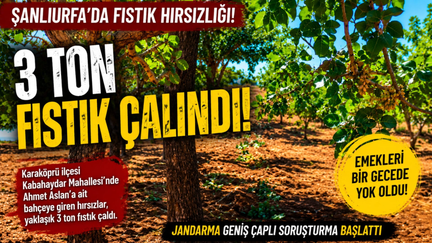 Şanlıurfa'da Fıstık Bahçesine Hırsız Girdi: Yaklaşık 3 Ton Fıstık Çalındı