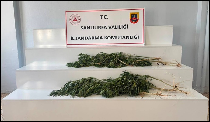 Viranşehir’de  Kenevir Operasyonu