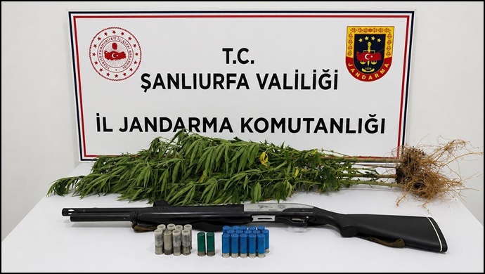 Şanlıurfa’da Jandarmadan Uyuşturucu Operasyonları: Kenevir, Esrar ve Ruhsatsız Tüfek Ele Geçirildi