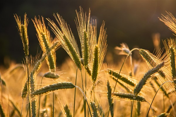 TÜRİB tarımsal ürün endekslerinde 2026 dönemi güncellemesi