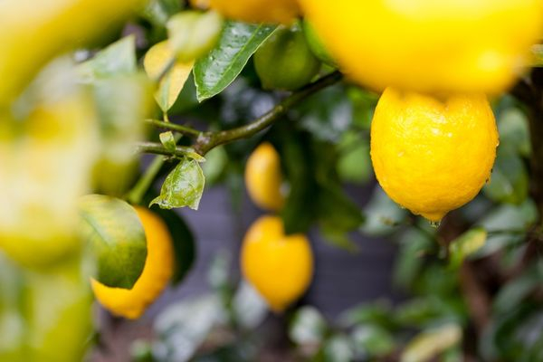 Türkiye'nin limon ihracatı 500 milyon dolar hedefine yaklaşt