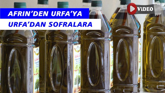 Afrin’in zeytinleri Şanlıurfa’daki sofralara zeytinyağı olarak geliyor