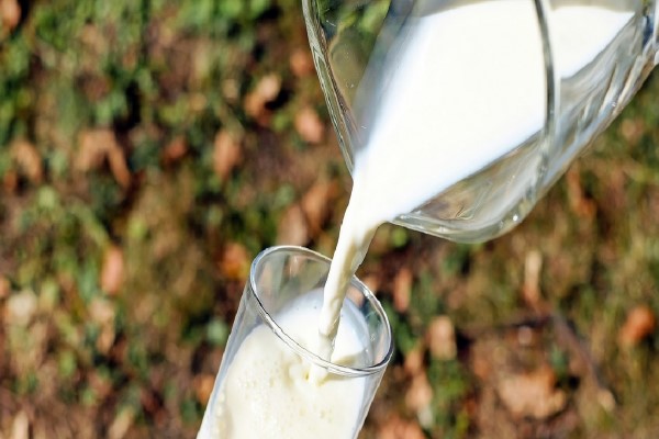 Ağustos ayında 823 bin 463 ton inek sütü toplandı