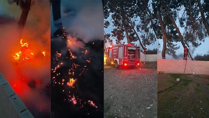 Akçakale'de çam ağaçları cayır cayır yandı! İtfaiye müdahale etti