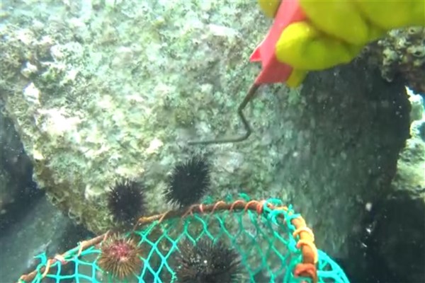 Altınoluk kordonu denizkestanelerinden arındırıldı