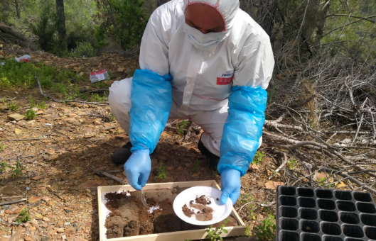 Anamur Orman İşletme Müdürlüğü, Çamkese böceği ile biyolojik mücadeleye başladı