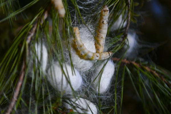 Ankara Büyükşehir'den İpek böceği yetiştiricilerine destek