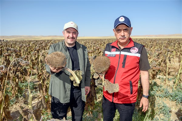 Ankara'da yerli ve milli tohumluk ayçiçeğine ilk hasat
