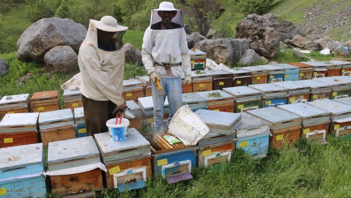 Arıcıları hem salgın hem yağış vurdu