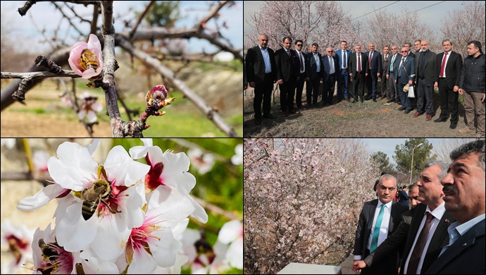 Arılar Rengârenk Badem Çiçekleri İle Buluştu-(VİDEO)
