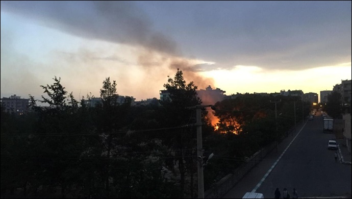 Asırlık çınarlar yok oluyor