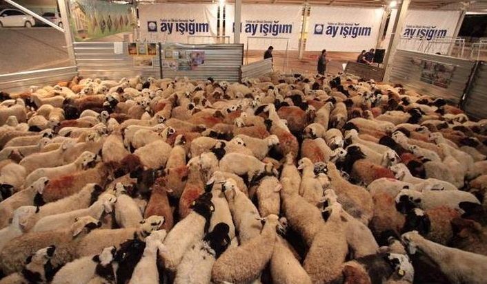 Ay Işığım Derneği kurban kesim bedelini açıkladı: Şanlıurfalı vatandaşlardan destek bekliyor