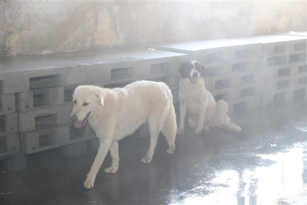 Bağcılar Belediyesi’nden sokak hayvanlarına serinletme hizmeti