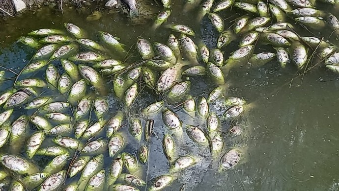 Baraj kapakları açılması sonrası binlerce balık öldü 