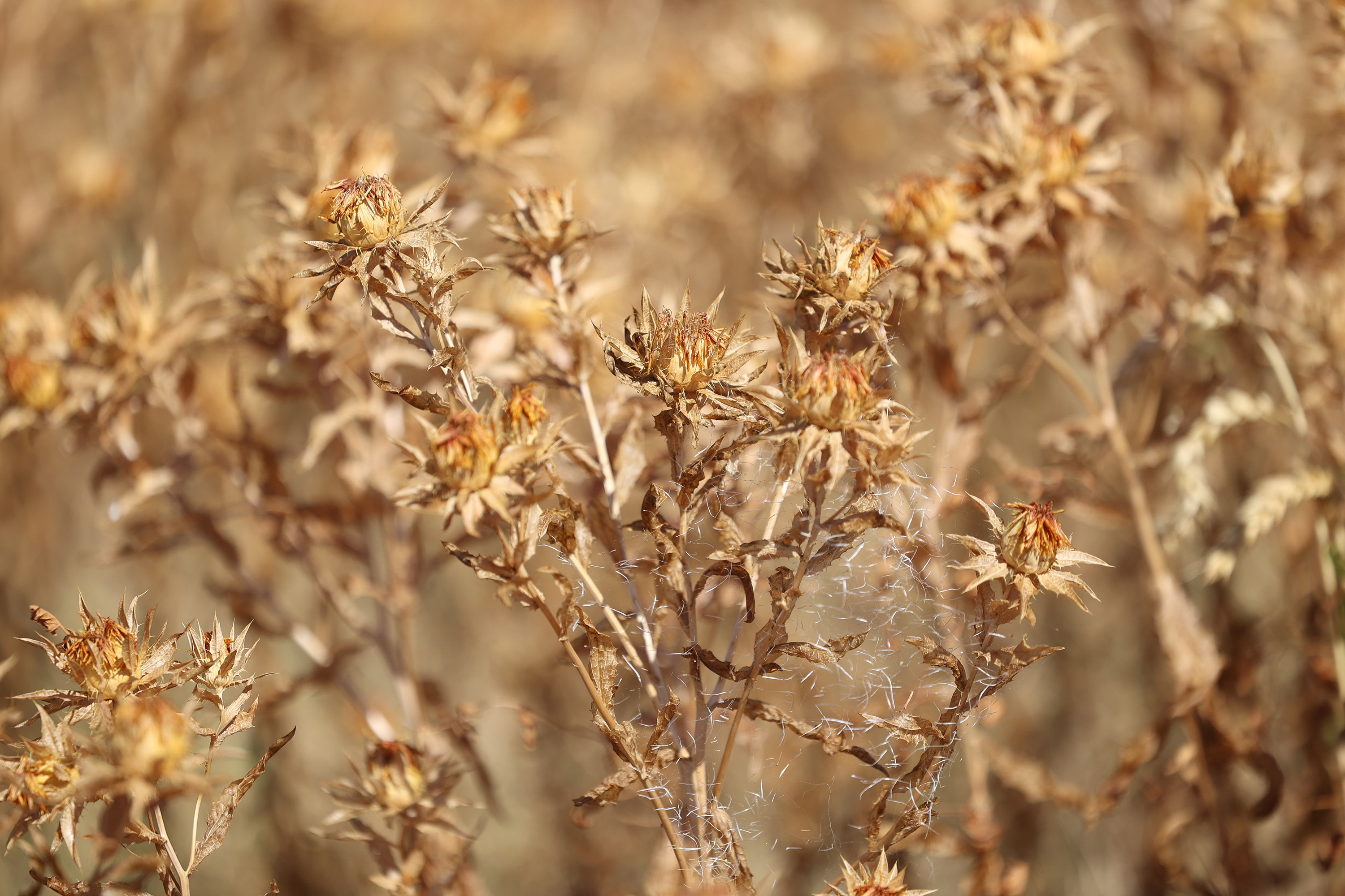Başkan Altay: “Çiftimize her zaman destek olmaya devam edeceğiz”