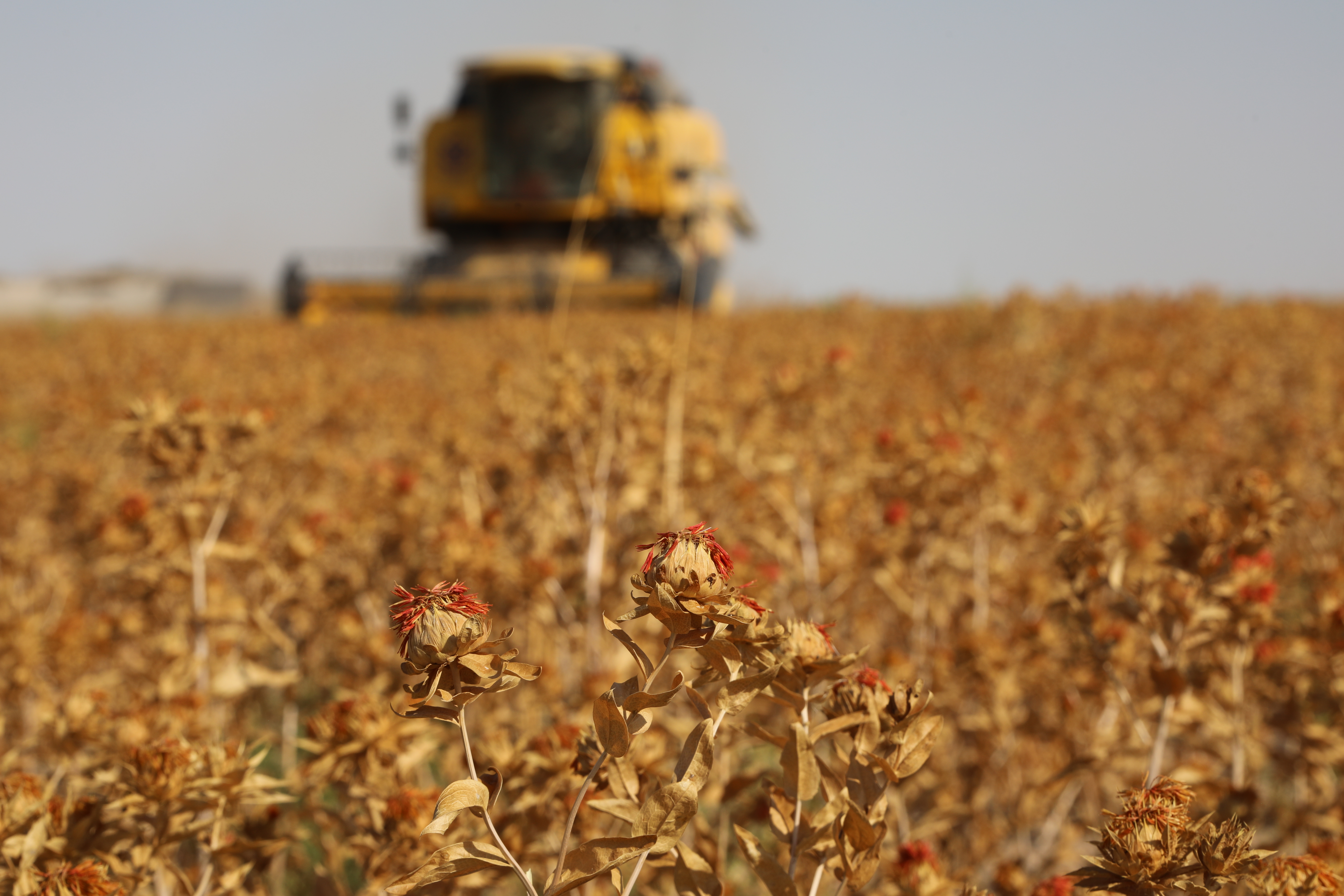 Başkan Altay: “Susuz tarım modeliyle ürettiğimiz aspirin hasadını yaptık”