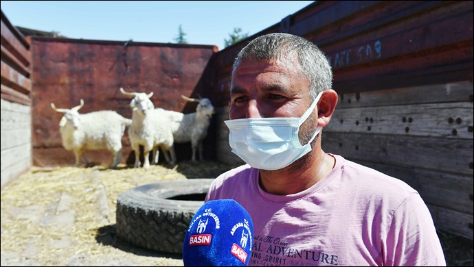 Başkent’te bir ilk:büyükşehir’den yerli üreticilere damızlık teke desteği