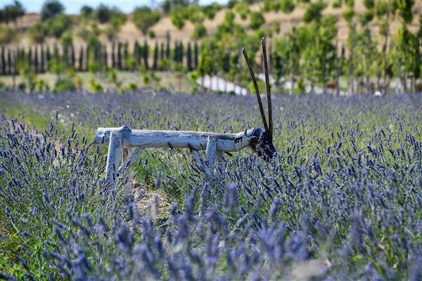 Başkentte  Lavanta Parkı hizmete açıldı