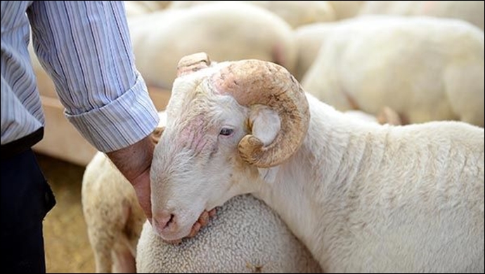 Bayrama sayılı günler kaldı: Urfa’da küçükbaş hayvan fiyatları açıklandı