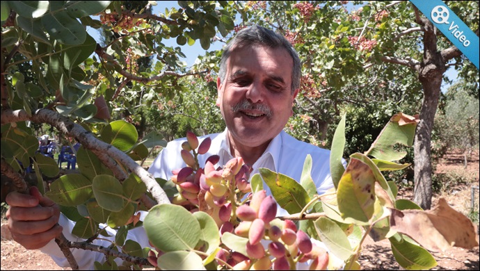 Beyazgül,Fıstık üreticilerimize Bereketli bir hasat diliyorum