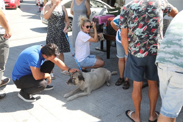Bodrum Belediyesi, sokak hayvanlarına yönelik uygulamaları sürdürüyor