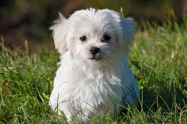 Bozulmuş yemek artıkları ölümlerine neden olabiliyor