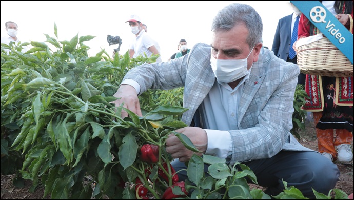 Büyükşehir Belediyesi İsot Hasadı Düzenledi 