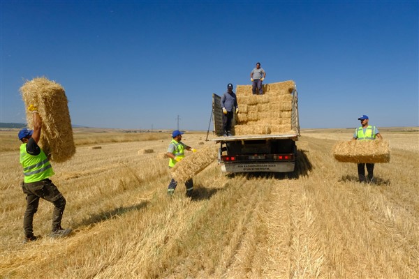 Büyükşehirin tarlalarındaki hasat ihtiyaç sahiplerine un desteği olacak