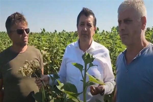 Çayır tırtılı Trakya'daki ayçiçeği tarlalarına zarar veriyor