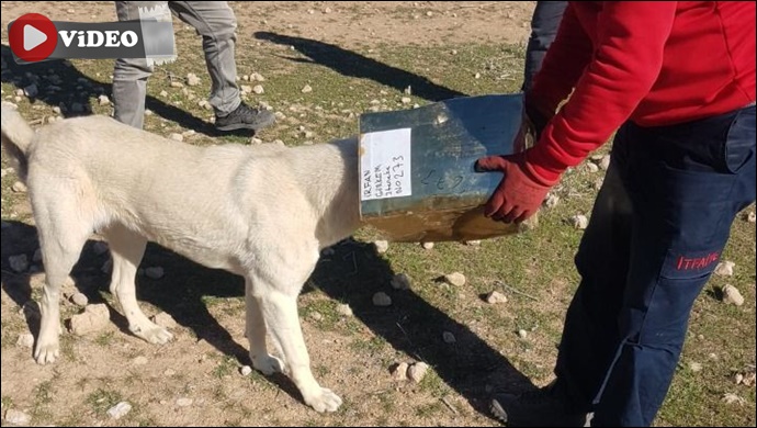 Ceylanpınar’da başına teneke sıkışan köpek kurtarıldı