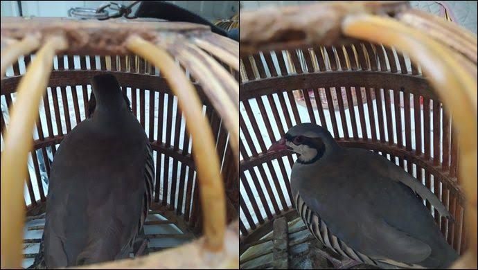 Ceylanpınar'da kaçak avcılara geçit yok! Kaçak avlanan 3 kişiye yasal işlem