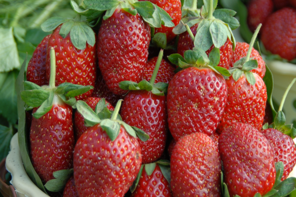 Çilekte pestisitle mücadeledeki başarı ihracatta rekor getirdi