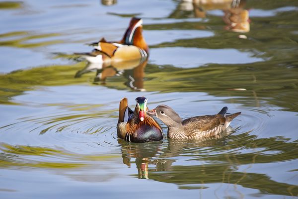 Çin’de sevgiyi temsil eden canlılar