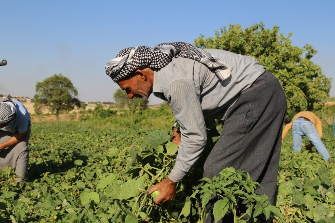 DEDAŞ çiftçiye nefes aldırmıyor: Şanlıurfa tarımı geriye gidiyor