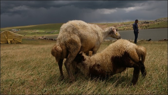 Dumanlı Yaylası eski canlılığından uzak