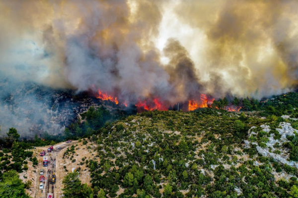 Dünya Orman Günü'nde 50 kurumdan ortak açıklama