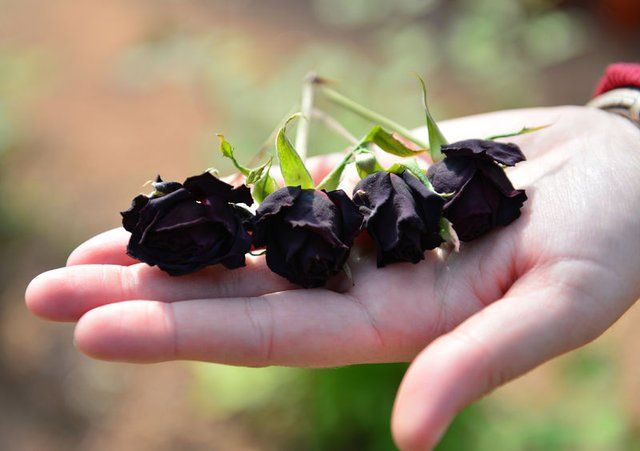 Dünyada sadece Şanlıurfa'da yetişiyor: Halfeti'nin karagülü tescillendi