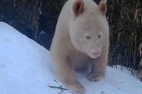 Dünyanın ilk albino pandası Çin’de görüldü
