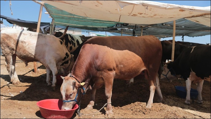 Elde kalan kurbanlıklar için flaş karar!