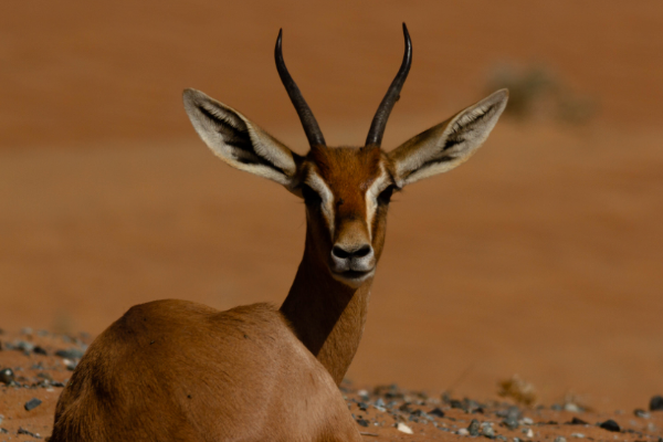 Emirates ve Dubai Çölü Doğal Hayatı Koruma Alanı birlikte çalışıyor