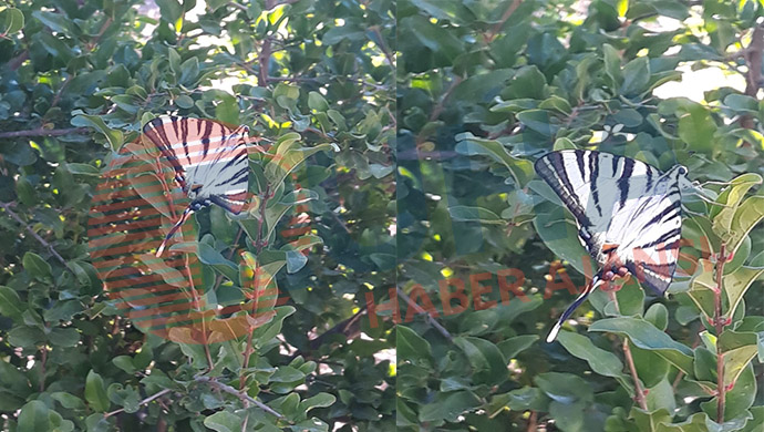 Eşine nadir rastlanıyorken Şanlıurfa’da görüldü!