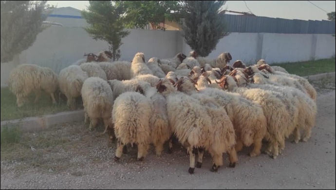 Eyyübiye Belediyesi ihtiyaç Sahipleri İçin 85 Kurban Kesti