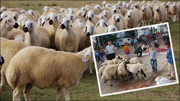 Eyyübiye’de Kurban Satış ve Kesim Yerleri Belirlendi
