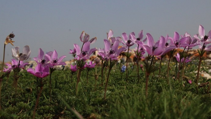 Halfeti -Amara'da bahar çiçekleri açtı