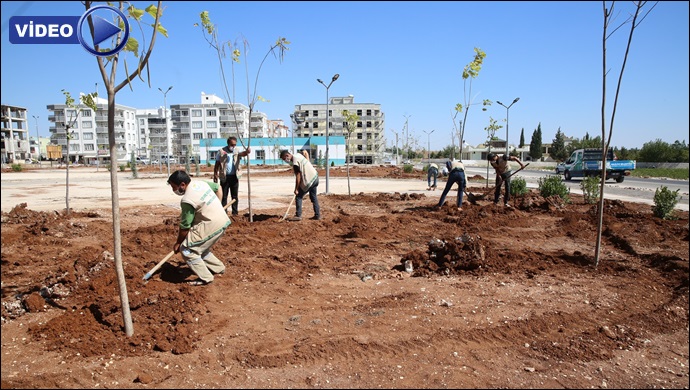 Haliliye’de Yeni Parkların Ağaçlandırılması Sürüyor