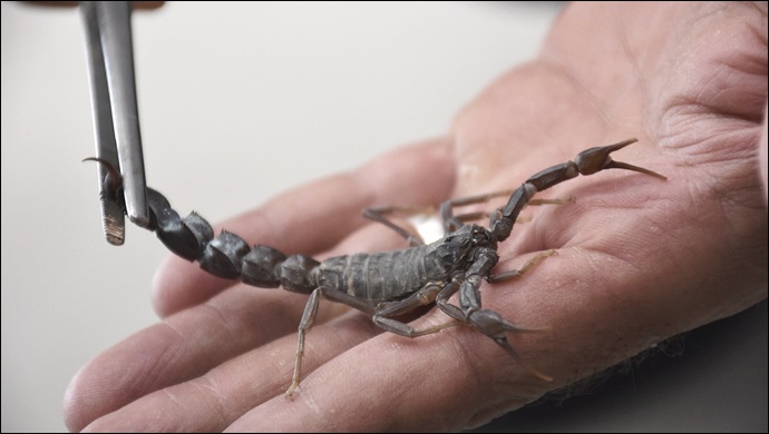 Harran Üniversitesi’nde Akrep Zehrinden Meme Kanseri İlacı Geliştiriliyor
