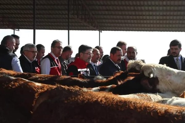 Hatay'da yetiştiricilere büyükbaş hayvan teslimi yapıldı