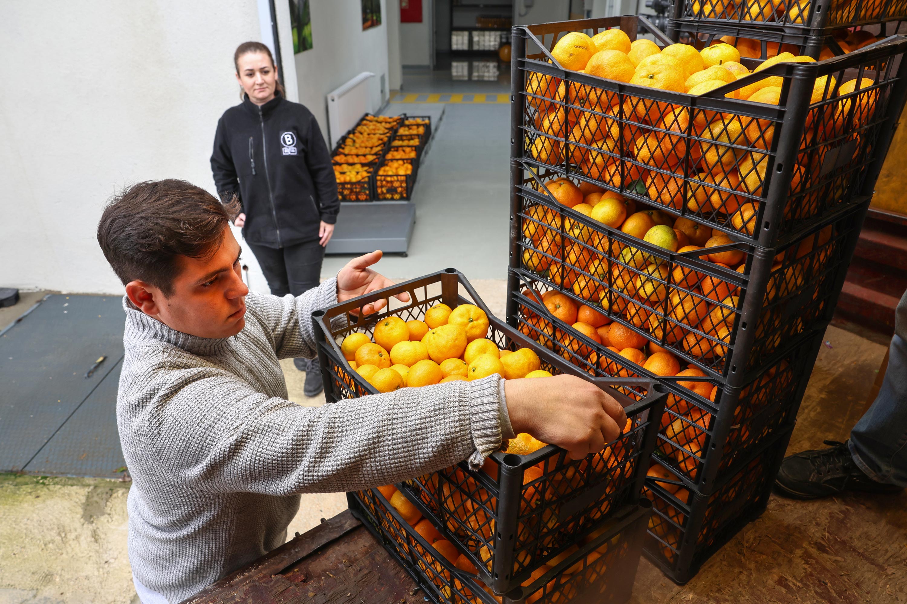 Hataylı mandalina üreticisine Nilüfer'den destek